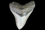 Bargain, Megalodon Tooth - North Carolina #76298-1